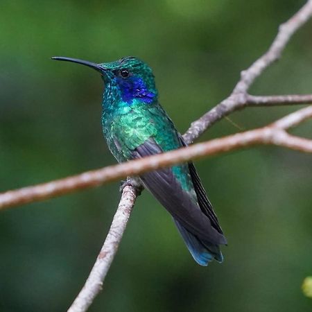 Campo Azul - Monteverde Eksteriør billede