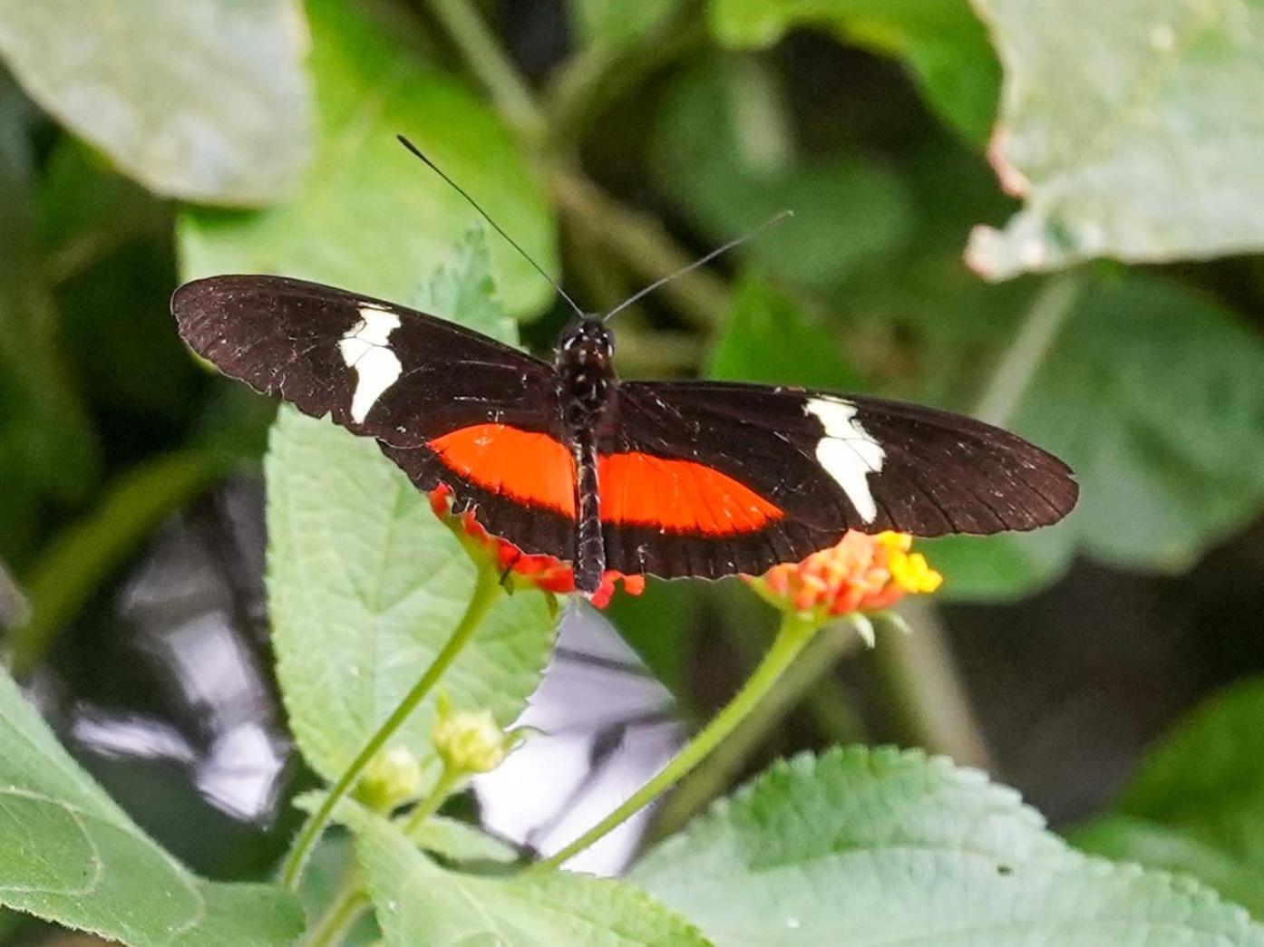 Campo Azul - Monteverde Eksteriør billede