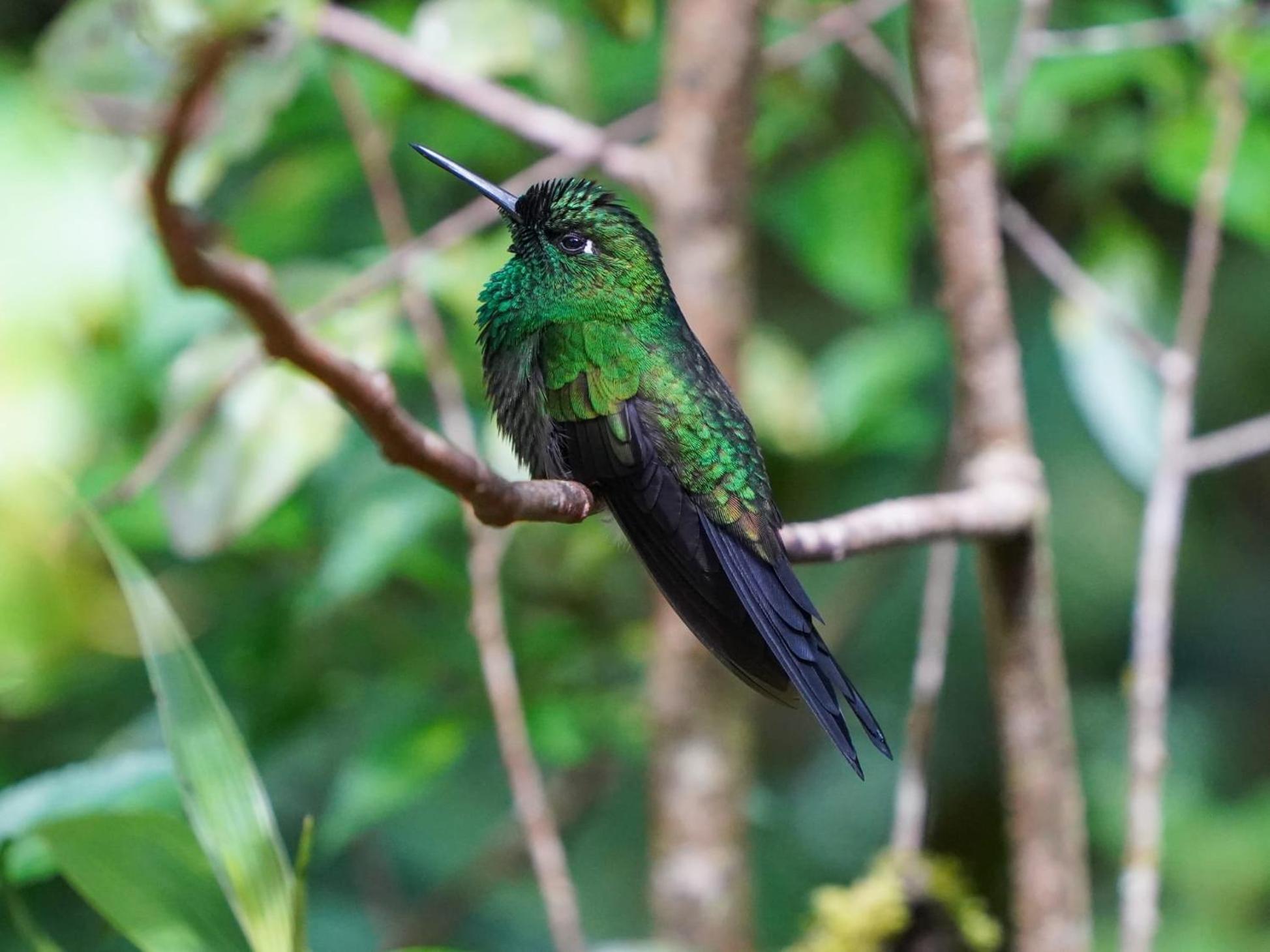 Campo Azul - Monteverde Eksteriør billede