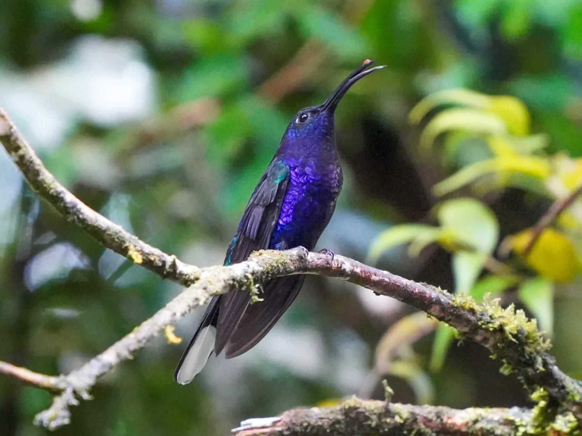 Campo Azul - Monteverde Eksteriør billede