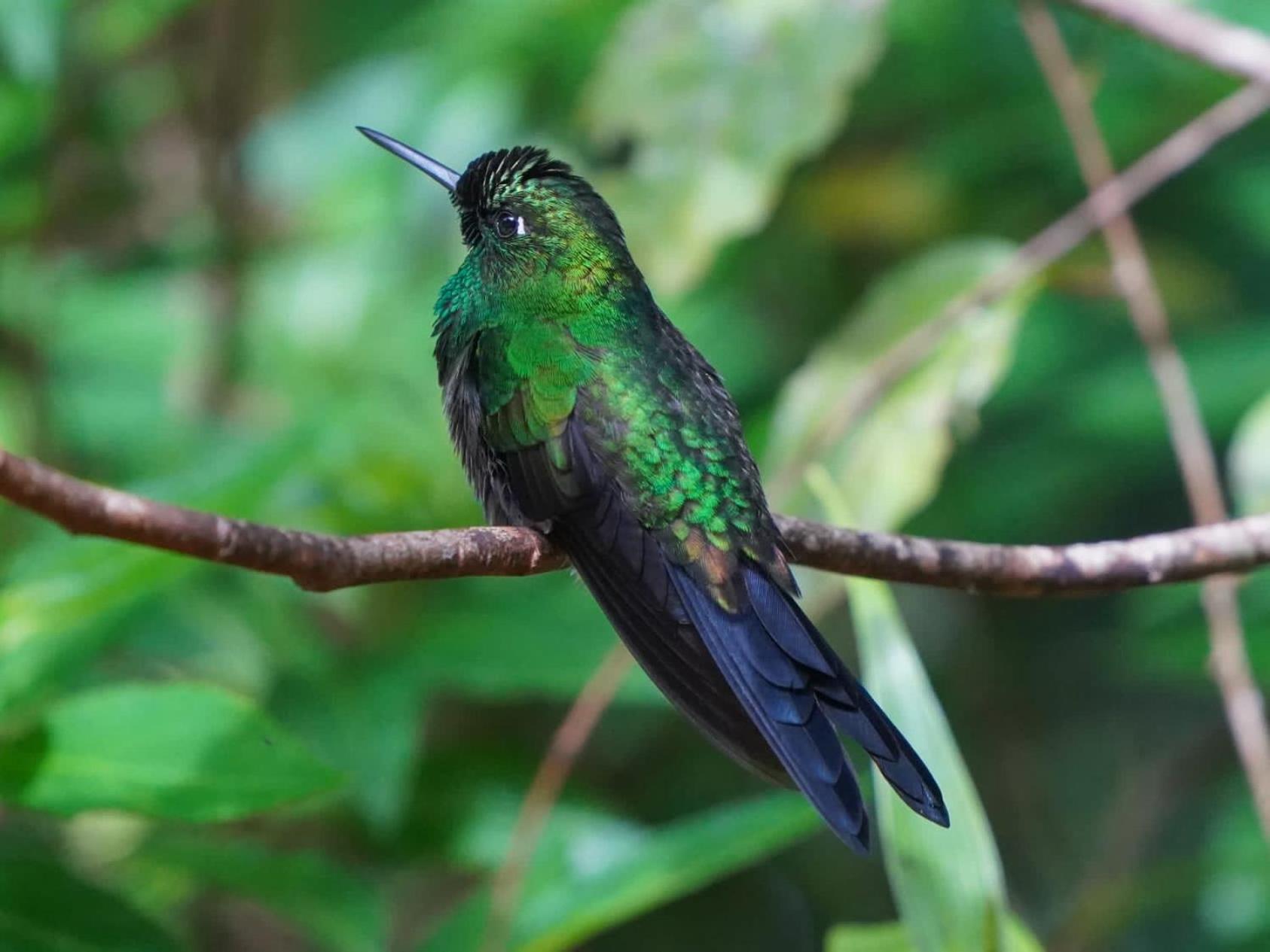 Campo Azul - Monteverde Eksteriør billede