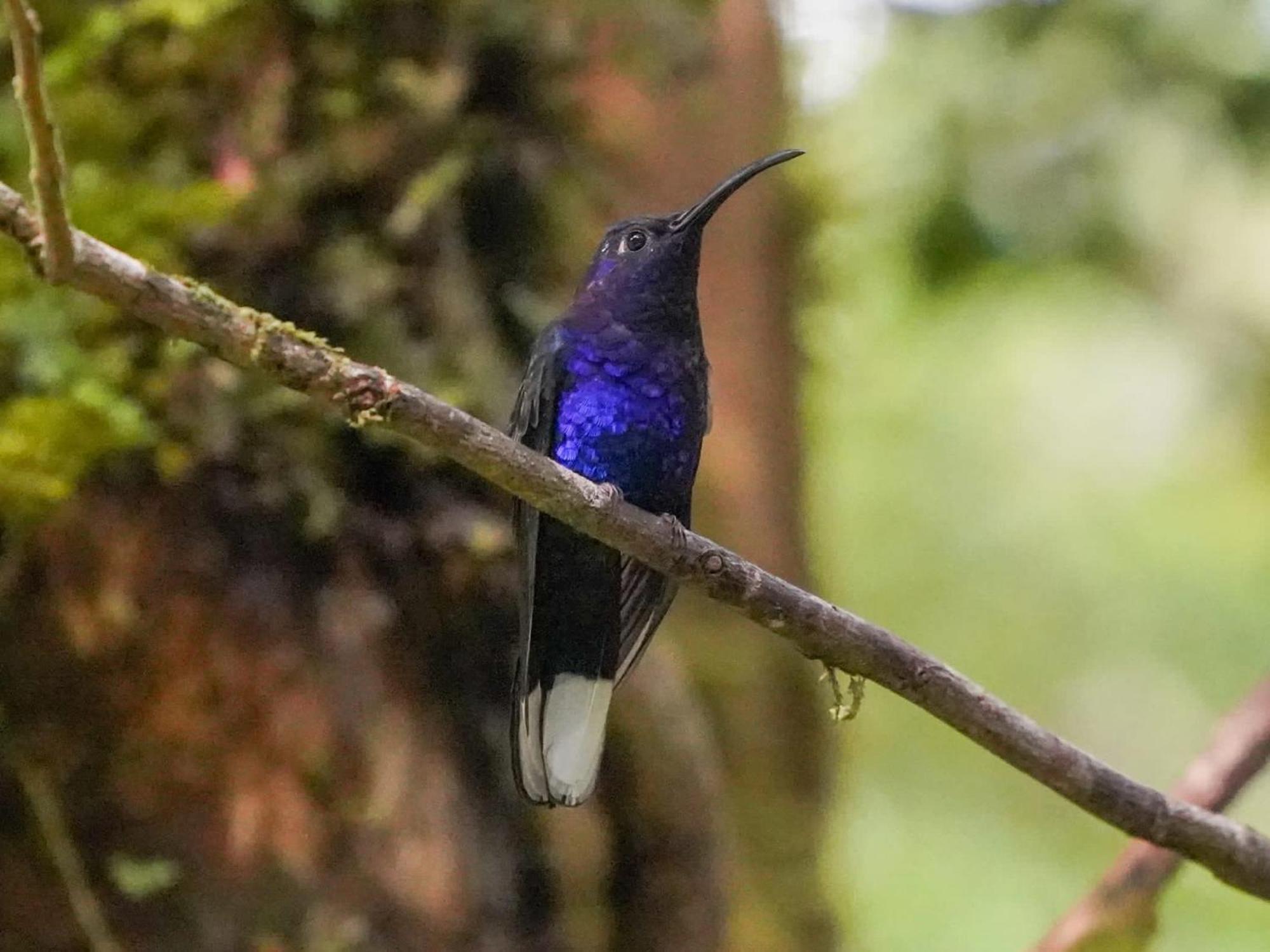 Campo Azul - Monteverde Eksteriør billede