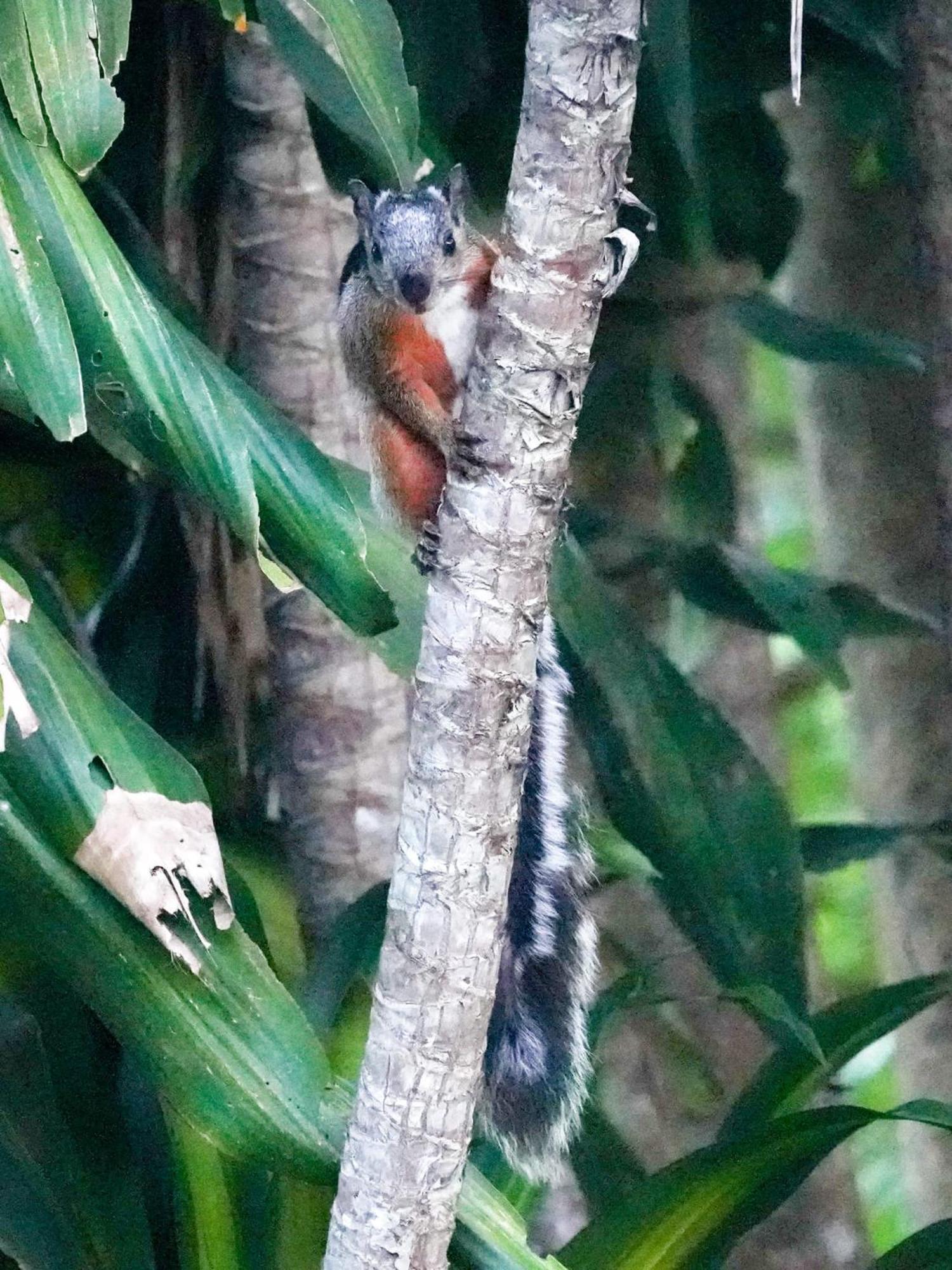 Campo Azul - Monteverde Eksteriør billede